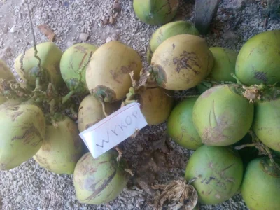 100piwdlapiotsza - @sombretoy: ojtam ojtam. W tych kokosach jest o wiele więcej wody,...