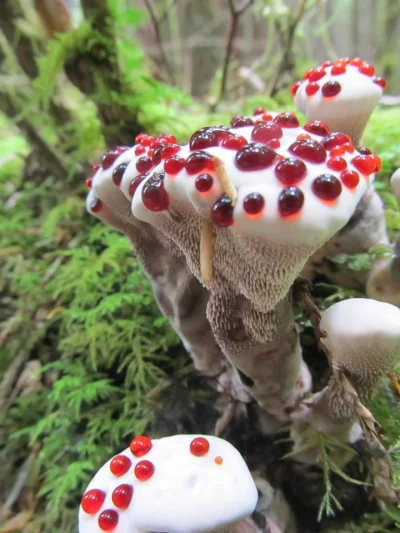 parachutes - Kolczakówka piekąca (Hydnellum peckii Banker.) - gatunek grzybów należąc...