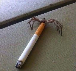 Utsuro - @Mattowsky: To krzyżak, dziwne że nie pozwala ci zapalić. Mój pająk mnie cią...