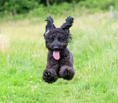 dziekuje - #smiesznypiesek #labradoodle