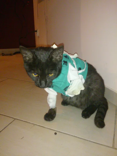 barytosz - kot którego przygarnąłem w zeszłym tygodniu musiał mieć niestety amputowan...