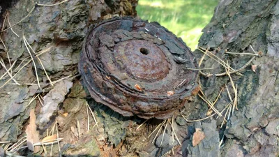 JezelyPanPozwoly - Znalazłem w lesie na drzewie takie coś, co to może być? #pytanie #...