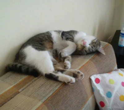 leworwel - Kot mojego #rozowypasek się chyba zepsuł. 

#koty #pokazkota #kotysmierdza...