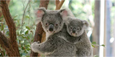 Diplo - Czy z takimi koalami mam szansę na dziewczynę?

#kiciochpyta #rozowepaski #...