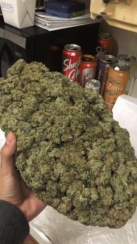 Zdejm_Kapelusz - #gif #narkotykizawszespoko #marihuana