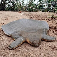 GraveDigger - Wielki żółw Cantora (Pelochelys cantorii).
Jest to gatunek żółwiaka, k...