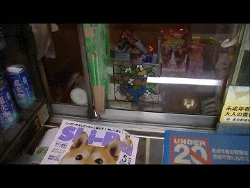 S.....a - No to otwieramy nocną!
#smiesznypiesek #doge #pieseu #gif #tagujebonocna