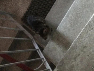 Finansowy_szaleniec85 - Taki #kitku na mojej klatce schodowowej. Co tu robisz? (｡◕‿‿◕...
