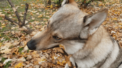 pranko_csv - Co to są te gorące? I jak się tam dostać? 
乁(♥ ʖ̯♥)ㄏ

#prankothewolfdog
...