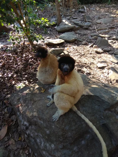 w.....r - Takich ziomeczków spotkałem na Madagaskarze 
 ( ͡° ͜ʖ ͡°)





#mada...