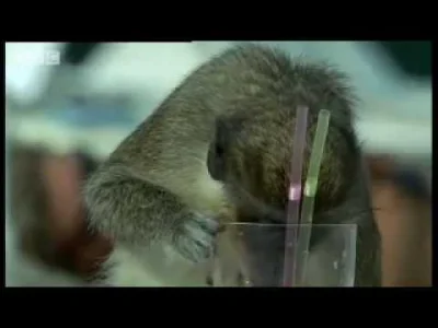 Ninik - @VLAD_PALOWNIK: 
Co ciekawe uzależnienie od alkoholu jest typowe dla małp ży...