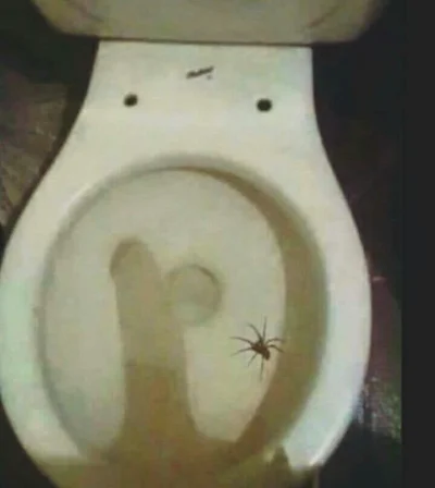 OBAFGKM - Czy ten pająk jest jadowity?
#kiciochpyta