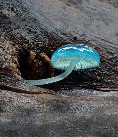 itsokaytobegay - Blue Mycena
#ciekawostki #natura #grzyby #przyroda