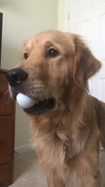 Moonus - Ktoś wrzucił psa przed chwilą z jajami to ja wrzucę z jajem