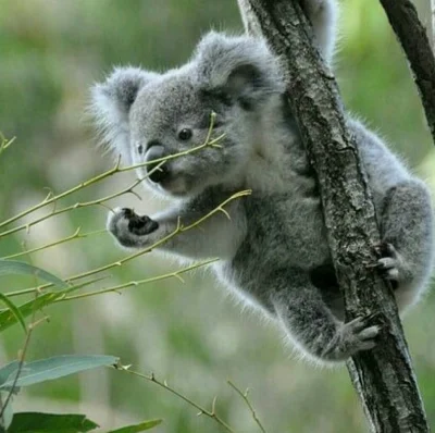 Najzajebistszy - Australijski Tarzan. ʕ•ᴥ•ʔ

#koala #koalowabojowka #zwierzaczki