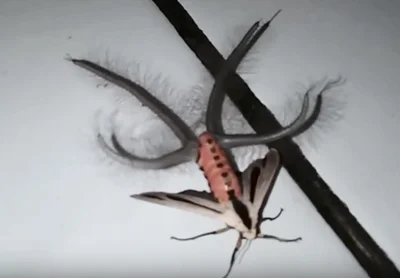 niki_niki - Creatonotos gangis