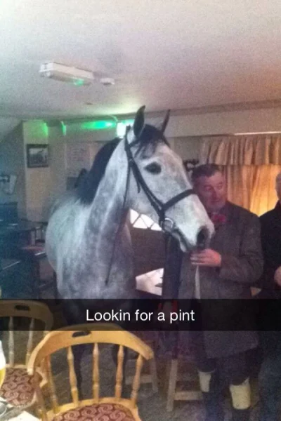 a.....r - Koń przyszedł do właściciela , żeby go zabrać z pubu , #irlandia #limerick