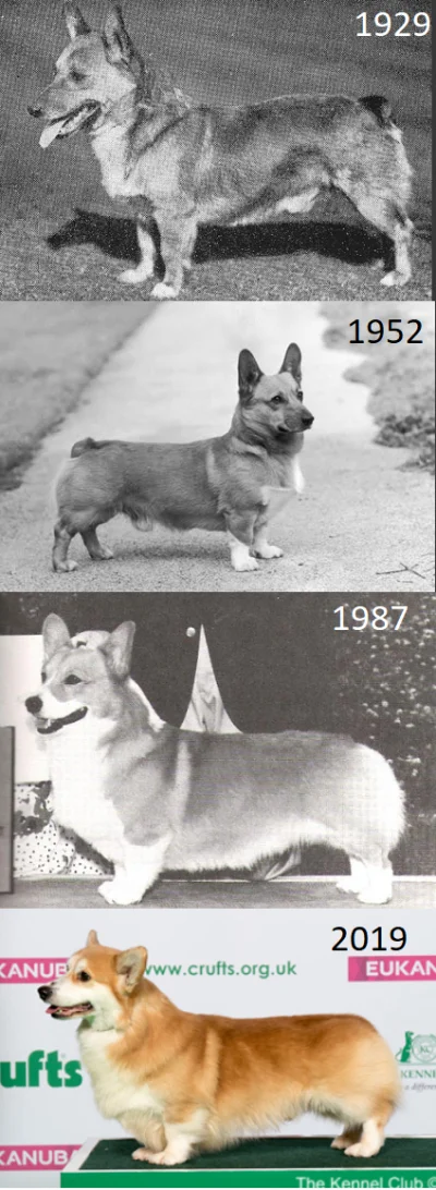 spookyscaryskeleton - Dzień dobry, dzisiaj zajmiemy się Welsh Corgi Pembroke. Jest to...