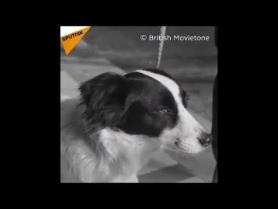 SputnikPolska - Piesek na medal ʕ•ᴥ•ʔ
Ten pies ocalił Mistrzostwa Świata w 1966 roku...