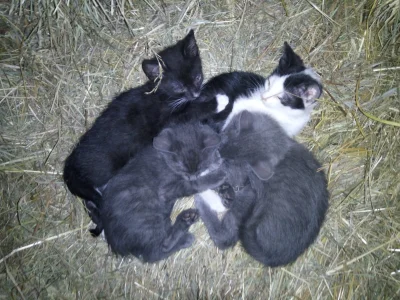 static_blue - Takie koteły znalazłem dziś w stodole ( ͡° ͜ʖ ͡°)
#koty #chwalesie