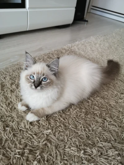 doger - Kitku

 #koty #kitku #zwierzaczki #ragdoll