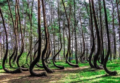 l.....u - "Krzywy Las" - skupisko około setki drzew położone w Nowym Czarnowie niedal...
