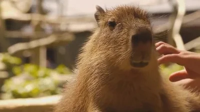 likk - #kapibarysazajebiste

#gif #zwierzaczki #kapibara

http://i.imgur.com/ipPY...
