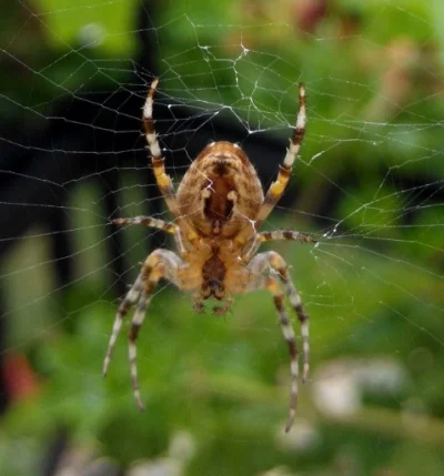 goromadska - #arachnofobia #pajak #smiesznypiesek #makro #zdjeciaztelefonu