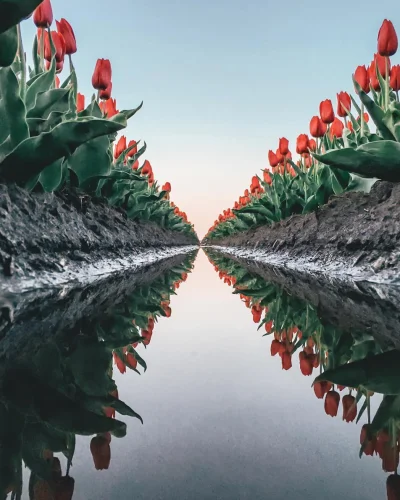 dzika-konieckropka - Tulipany w Holandii 
fot.Gabriel Guita
#estetyczneobrazki #hol...