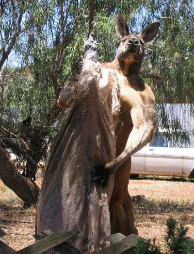 abd00l3k - @niezarejestrowany: Myślę, że tak doj@%!nego kangura nie byłoby łatwo złap...