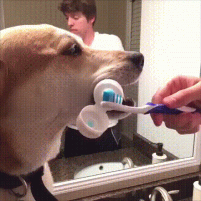 krystiano_ps3 - #heheszki #smiesznypiesek