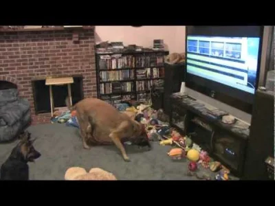 Czesterek - @senkjuwerymacz: Są psy co wszystko widzą w TV, kiedyś myślano że psy są ...