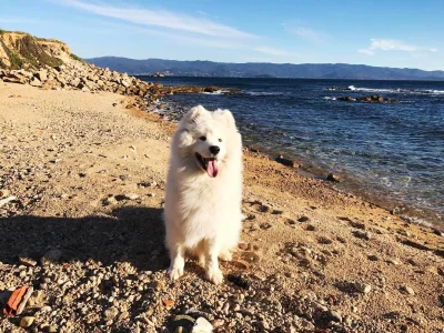 Imperator_Wladek - Czy wiesz, że jeśli dużo ludzi zaplusuje samoyeda na plaży to jesz...