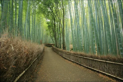 g.....2 - Fajno tam majo w tej Japonii

#japonia #bambus #widoki



SPOILER
SPOILER