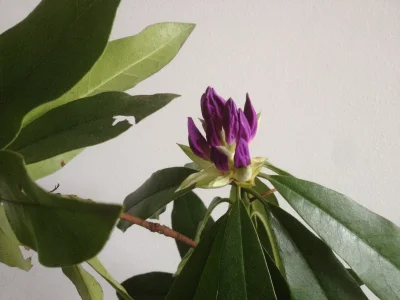sztajek - Mirasy, co to za kwiat?

#ogrodnictwo #ogrod #kwiaty #kiciochpyta #pytani...