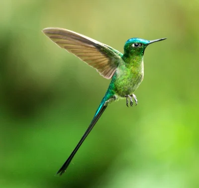 M.....a - #dziendobry i miłego czwartku :)

#ptaki #koliber #kolibry