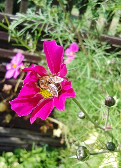 M.....k - Jakaś pszczółka na kwiatku ;)

#zwierzeta #zwierzaczki #owady #pszczoly #...
