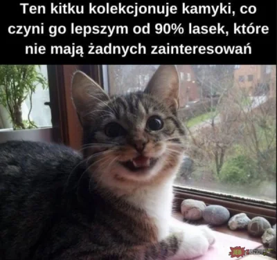 maxx92 - #kitku #rozowepaski #humorobrazkowy #heheszki #p0lka #koty