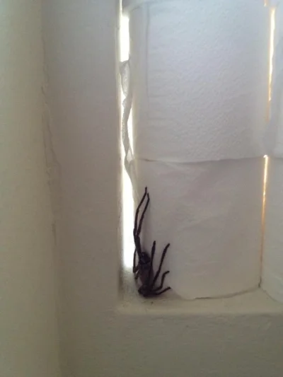 cryptic - @Defender: Jadowitych pająków nie widziałem. Ale w załączniku jest nasz kum...