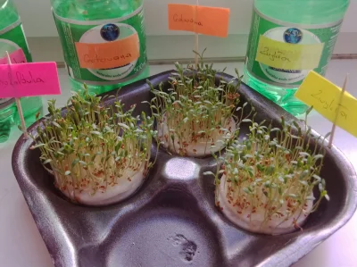 Krzym03 - #eksperyment wszedł w trzecią fazę, a roślinki podlewane wodą z mikrofalówk...