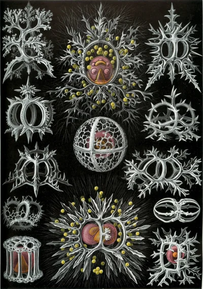 myrmekochoria