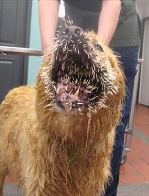 Mhrok - Pies próbował zjeść jeżozwierza. #psy #jezozwierze #wtf #zreddta