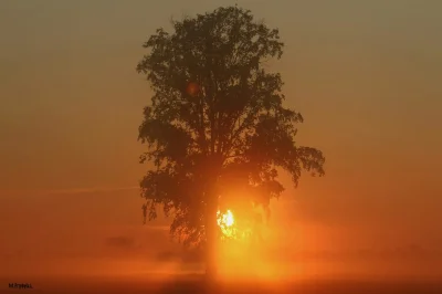 Gimpson - Wczorajszy wschód słońca w obszarze Natura 2000, okolice Wolsztyna 

#fot...