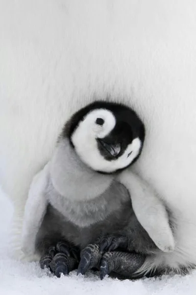 gouomp - Ojejujeju jaki ten mały pingwinek jest słodki. Kocham go (｡◕‿‿◕｡)

#zwierzac...
