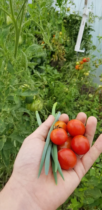 JanDzbann - #jedzenie #foodporn #pomidory #gotujzwykopem
Składniki zebrane, idę zrobi...