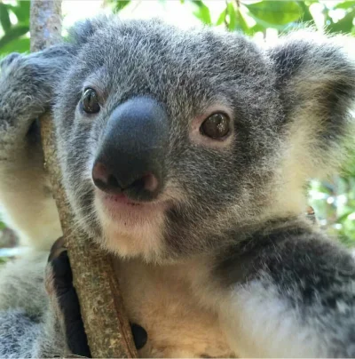 Najzajebistszy - To uczucie, kiedy wyjdzie Ci super selfie. ʕ•ᴥ•ʔ

#koala #koalowaboj...