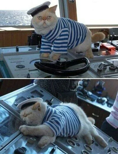 gosuvart - To moja łódź. Kocham moją łódź. ⛵ 
#koty #kot #smiesznypiesek