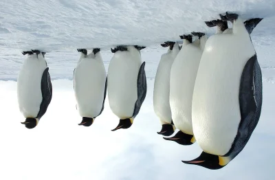 Jotgie - Gdyby nie była płaska to pingwiny na Antarktydzie musiały by chodzić tak! (A...