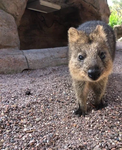 aloszkaniechbedzie - Powstaję i do przodu ᕙ(⇀‸↼‶)ᕗ 

#quokka #quokkanadzis #quokkanaw...