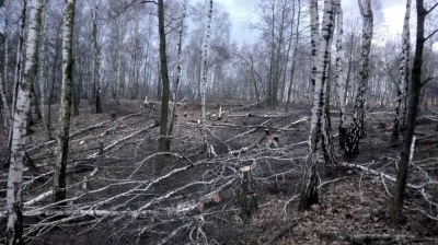 avangarda - Ustawa o wycince drzew w praktyce. Od samego rana trzech gości z piłami. ...